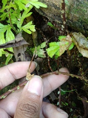Selaginella plana