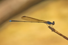 Prodasineura laidlawii