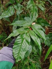 Tectaria siifolia