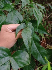 Tectaria siifolia
