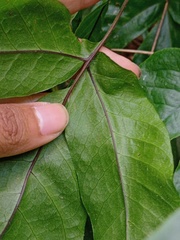 Tectaria siifolia