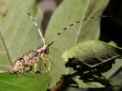 Acalolepta permutans