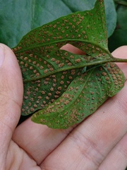 Tectaria siifolia
