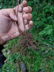 Tectaria siifolia