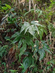 Tectaria siifolia