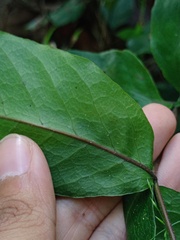 Tectaria siifolia