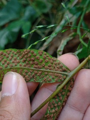 Tectaria siifolia