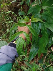 Tectaria siifolia