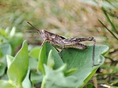 Chorthippus brunneus