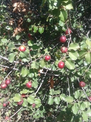 Prunus ilicifolia ilicifolia