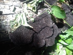 Hexagonia hydnoides image