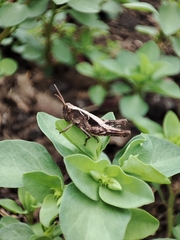 Chorthippus brunneus