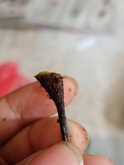 Tectaria siifolia