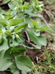 Chorthippus brunneus