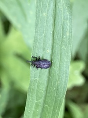 Microrhopala excavata