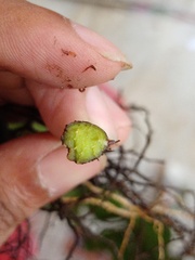 Tectaria siifolia