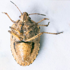 Hymenarcys nervosa