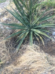 Agave chrysantha
