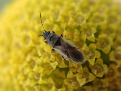 Metopoplax origani