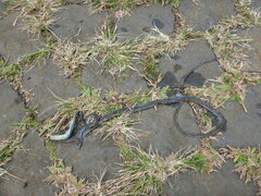 Philothamnus thomensis