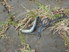 Philothamnus thomensis