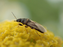 Metopoplax origani