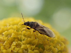 Metopoplax origani