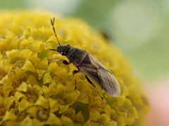 Metopoplax origani