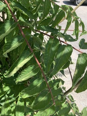 Ailanthus altissima