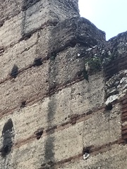 Psittacara chloropterus