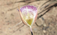 Calochortus weedii