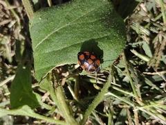 Stiretrus decastigmus