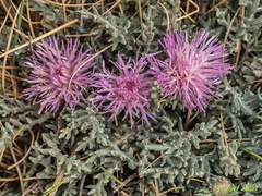 Jurinea humilis