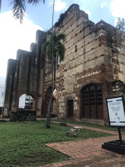 Psittacara chloropterus