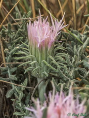 Jurinea humilis