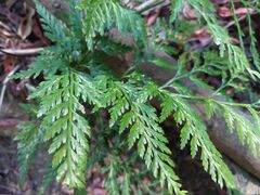 Asplenium onopteris