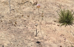 Calochortus weedii