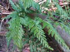 Asplenium onopteris