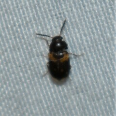 Mycetophagus serrulatus