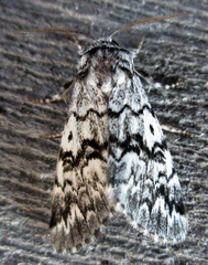 Panthea acronyctoides