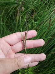 Carex nigra juncea