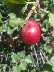 Prunus ilicifolia ilicifolia