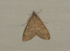 Mecyna mustelinalis