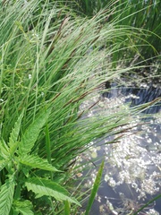 Carex nigra juncea