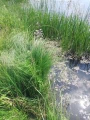 Carex nigra juncea