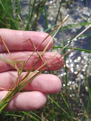 Carex nigra juncea