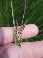 Carex nigra juncea