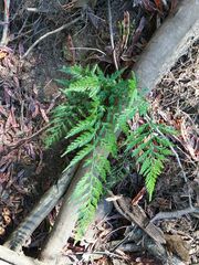 Asplenium onopteris
