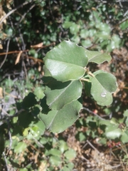 Prunus ilicifolia ilicifolia