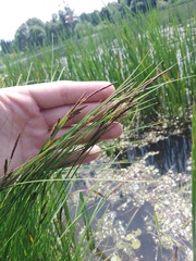 Carex nigra juncea